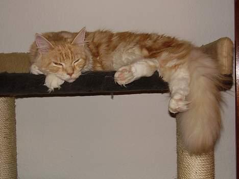 Maine Coon Shelly Long - Dase dase dase..... billede 13