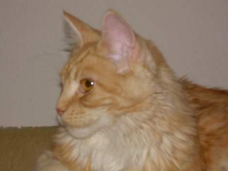 Maine Coon Shelly Long billede 14
