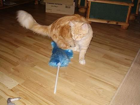 Maine Coon Shelly Long - Den store farlige støvkost...... billede 15