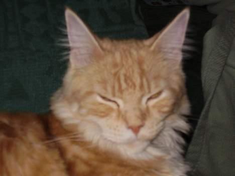 Maine Coon Shelly Long billede 16