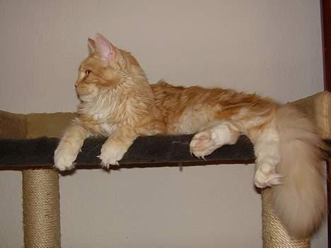 Maine Coon Shelly Long billede 17