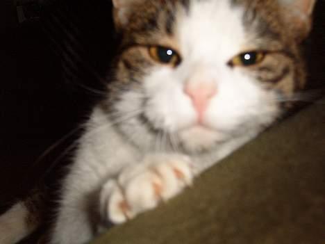 Blanding af racer Minnie billede 8