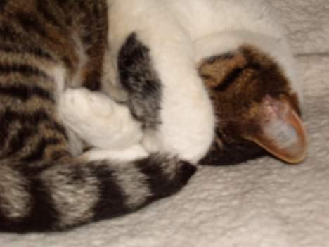 Blanding af racer Minnie - ikke flere billeder ..Tak... billede 9