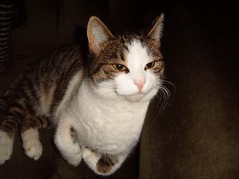 Blanding af racer Minnie - jeg gider i hvert falde ikke kigge på jer........... billede 10