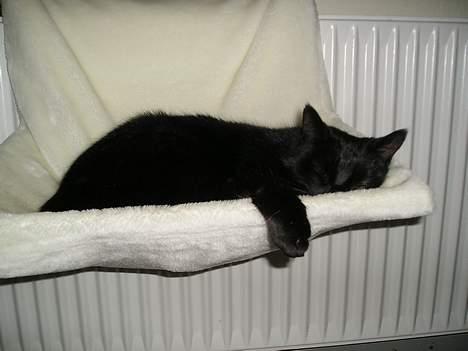 Blanding af racer Findus (oksnard) <33 - mig får mig lige en lille lur :) billede 10