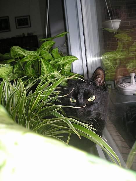 Blanding af racer Findus (oksnard) <33 - jeg gemmer mig for det farlige kamera :O <33 billede 11