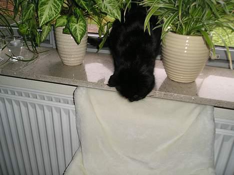 Blanding af racer Findus (oksnard) <33 - mig tar lig en lur mere, bare en lille bitte en :) billede 12