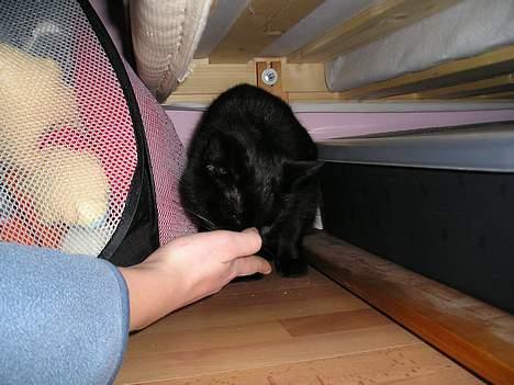 Blanding af racer Findus (oksnard) <33 - leger lige gemme :D billede 13