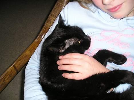 Blanding af racer Findus (oksnard) <33 - åh ja lig der, klø mig lii der :D billede 14