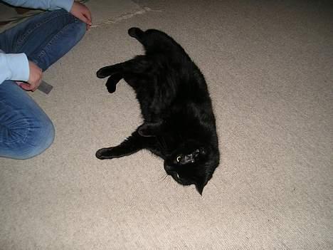 Blanding af racer Findus (oksnard) <33 - åh noget dejligt gulv :D billede 15