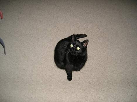 Blanding af racer Findus (oksnard) <33 - heej :D billede 16