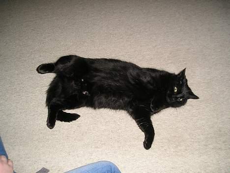 Blanding af racer Findus (oksnard) <33 - findus<3 billede 17