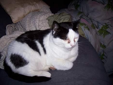 Huskat Pølle - ZzZzZz... billede 4