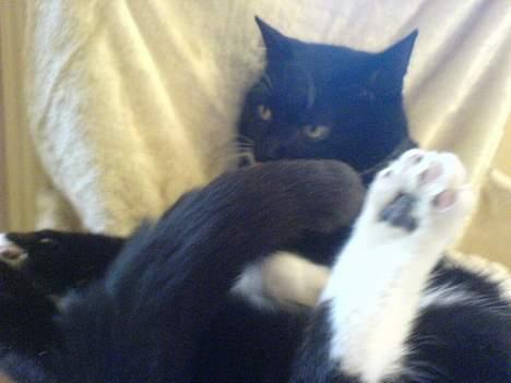 Huskat Holger *død* - Hygger billede 19