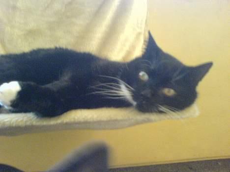 Huskat Holger *død* - Slapper af billede 20