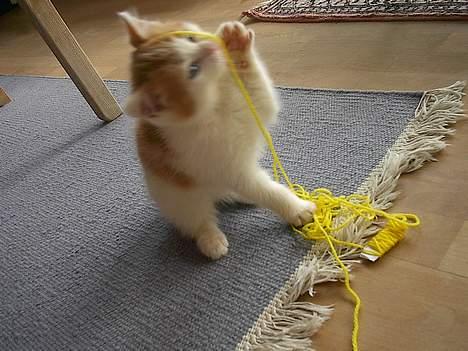 Blanding af racer Luffe (død :'( ..... ) billede 14