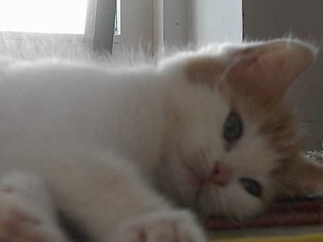 Blanding af racer Luffe (død :'( ..... ) billede 15