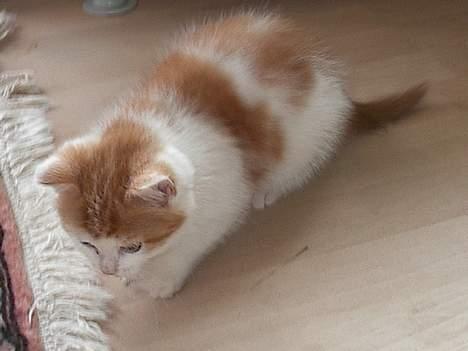 Blanding af racer Luffe (død :'( ..... ) billede 16