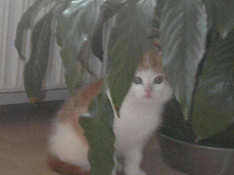 Blanding af racer Luffe (død :'( ..... ) billede 17