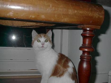 Blanding af racer Luffe (død :'( ..... ) billede 18