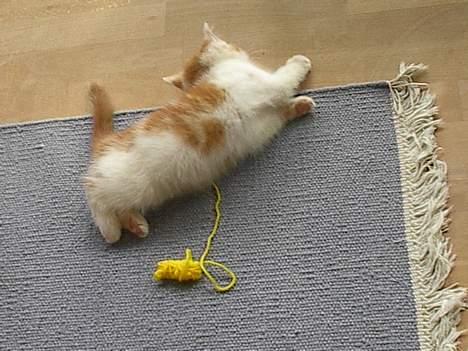 Blanding af racer Luffe (død :'( ..... ) billede 19