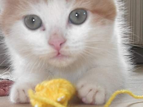 Blanding af racer Luffe (død :'( ..... ) billede 20