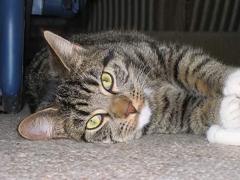 Blanding af racer Findus billede 1