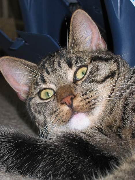 Blanding af racer Findus billede 2