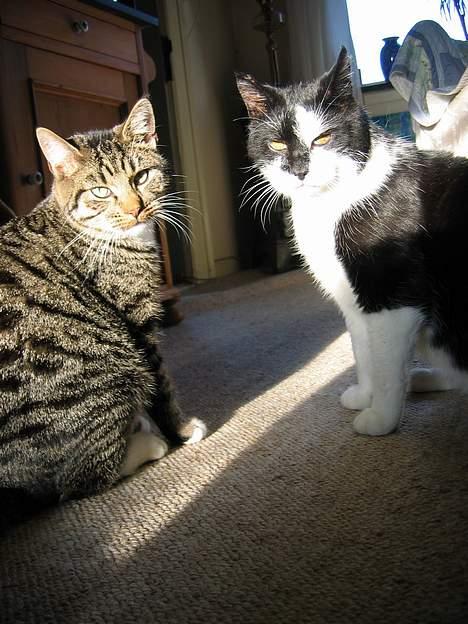 Blanding af racer Findus - Findus med sin sambo, Miver billede 3