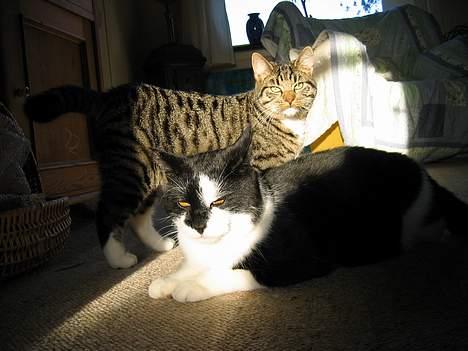 Blanding af racer Findus billede 4