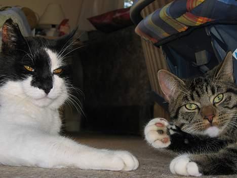 Blanding af racer Findus - Allerbedste venner..... billede 5