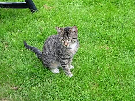 Blanding af racer Findus - Findus som killing billede 6