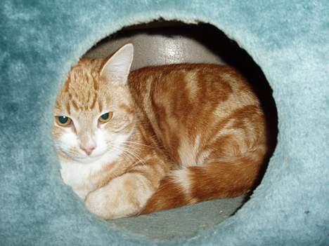 Huskat Garfield <,3 (gaffe)  - Gaffe der Liger i sit elskede Hus. hvor han kan ligge i en hel dag :] taget i 2oo6 billede 2