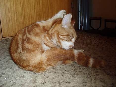 Huskat Garfield <,3 (gaffe)  - Er lige ved at gøre sig ren til dagen :) han skal jo være Smuk :) 2oo6 billede 3