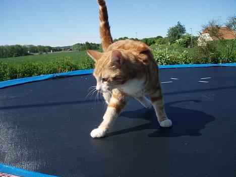 Huskat Garfield <,3 (gaffe)  - Ja.. Gaffe kan skam også Hoppe på trampolin <3   den 5 Juni 2oo6 billede 4