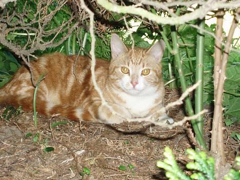 Huskat Garfield <,3 (gaffe)  - Vild dyret <3 taget den 5 Juni 2oo6 billede 5