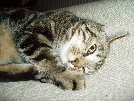 Blanding af racer Berta <,3  - Hun er så sødd <,3 2oo6 billede 9