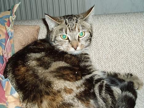 Blanding af racer Berta <,3  - Hun har sådan nogen smukke øjne , synes jeg.. måske linger det lidt en ulge´s øjne ? men sødt billede.. jJanuar 2oo6 billede 10