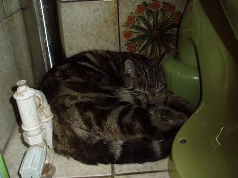 Blanding af racer Berta <,3  - Arr.. sove ved tolitet er dejligt <,3 dejligt varmt <,3 2oo6 billede 11