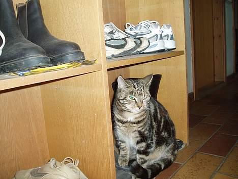 Blanding af racer Berta <,3  - Passer på vores sko :) hun er så nuttet :) 2oo6 billede 13