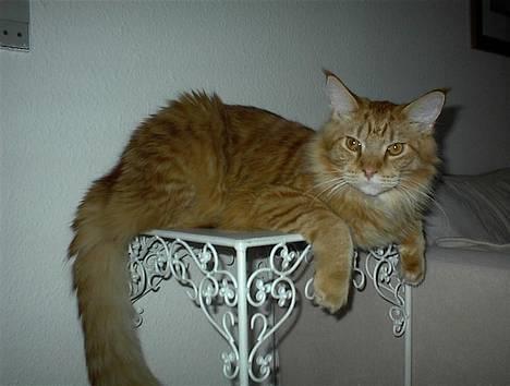 Maine Coon BALDER - åhhh neeej bare jeg da ikke falder ned. billede 10