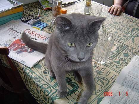 Blanding af racer Elvis - Her er jeg gået op på bordet, men det gør ikke noget, altså sometider billede 1