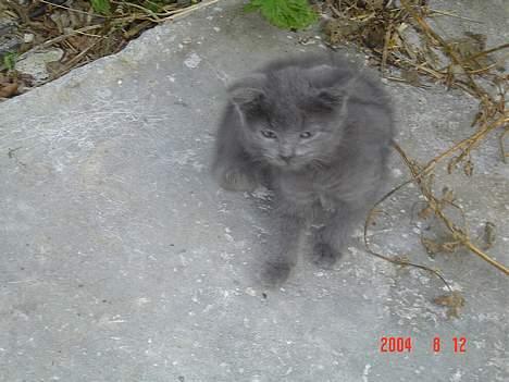 Blanding af racer Elvis - Her er jeg bare en lille baby billede 2