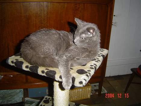 Blanding af racer Elvis - Se hvad jeg har fået, jeg vil ikke dele denne plads med nogen billede 3