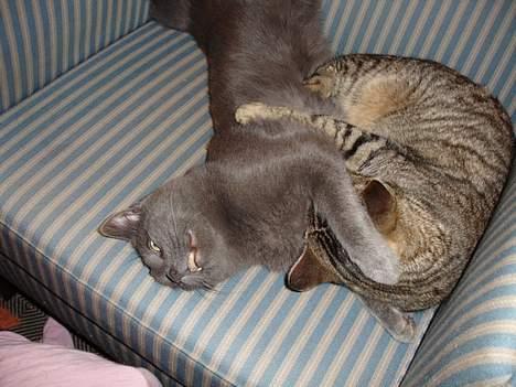 Blanding af racer Elvis - Her leger jeg med Klein, hvis I kigger efter kan I se min fine skinne, det var nu dejlig at komme af med den i munden billede 4