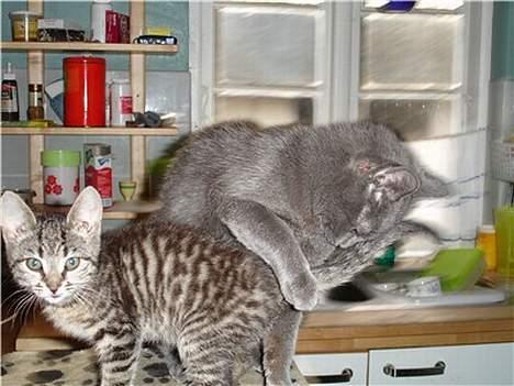 Blanding af racer Elvis - Halløj Klein, er du sikker på det er din hale den her billede 5