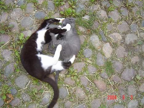 Blanding af racer Elvis - Da jeg var lille kunne jeg godt lide at lege med Seje når jeg var ude, hun passede også på mig. billede 6