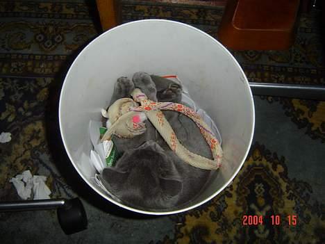 Blanding af racer Elvis - Thi hi, I kan ikke finde mig billede 7