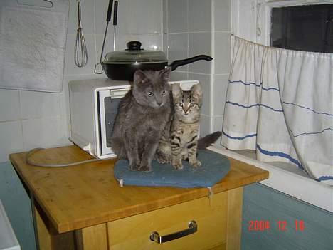 Blanding af racer Elvis - Er vi ikke bare umodstålige mig og Klein. billede 8