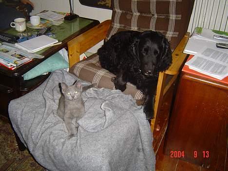 Blanding af racer Elvis - Se det her er mig og Pippi, det er altså mig der er mindst billede 9